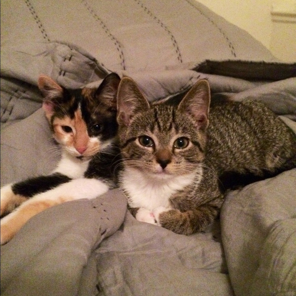 Meet your Posher, Amy